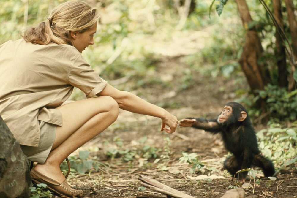 Jane Goodall: de la mística de la selva a la voz global por la naturaleza