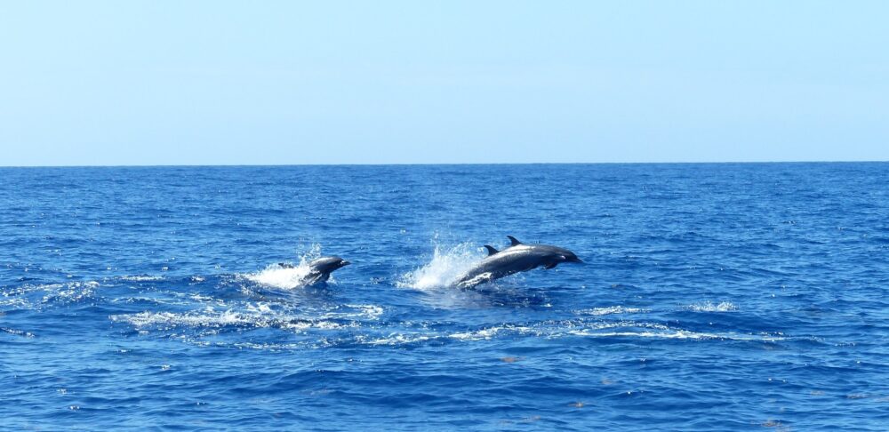 Géraldine Conruyt: “El mar Caribe es más que un ecosistema, es un tejido vivo que nos une como región”