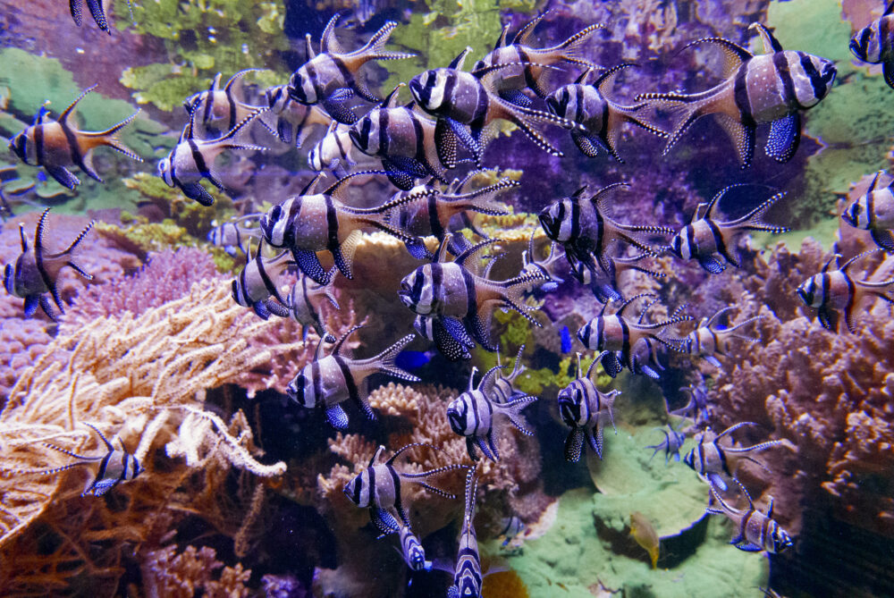 El primer arrecife de coral impreso en 3D supera todas las expectativas: 85% de supervivencia tras dos años