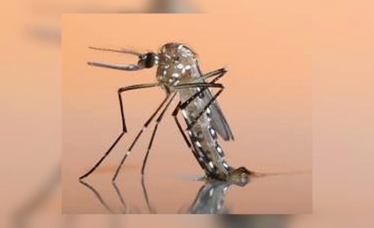 La OMS alerta por un aumento histórico de casos de dengue impulsado por el cambio climático