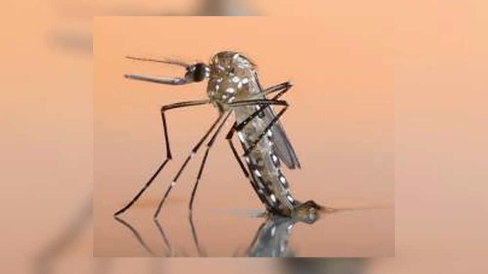 La OMS alerta por un aumento histórico de casos de dengue impulsado por el cambio climático